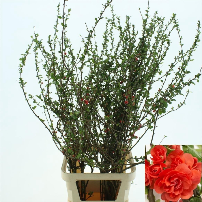 <h4>CHAENOMELES OV</h4>