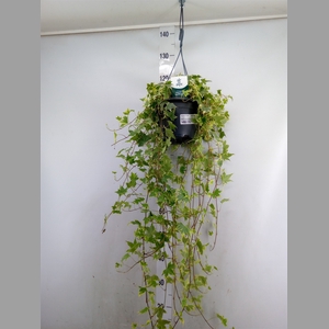Hedera helix   ...mix varie yello