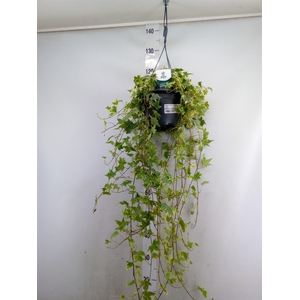 Hedera helix   ...mix varie yello
