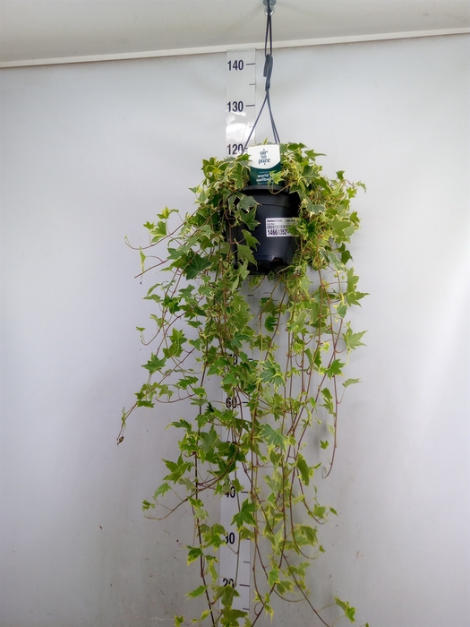 <h4>Hedera helix   ...mix varie yello</h4>