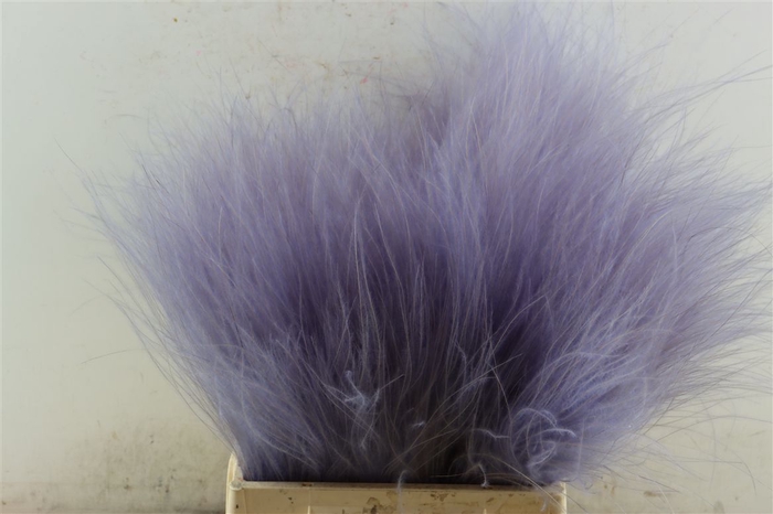 Dried Stypha Lavender(10 Toef) Bunch