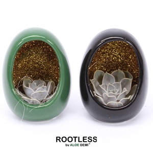 ROOTLESS Echeveria, Egg Black Green Glitter