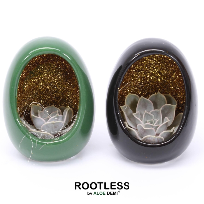 <h4>ROOTLESS Echeveria, Egg Black Green Glitter</h4>