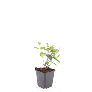 Hypericum x inodorum Rheingold