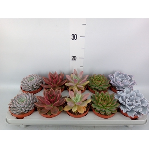 Echeveria   ...mix