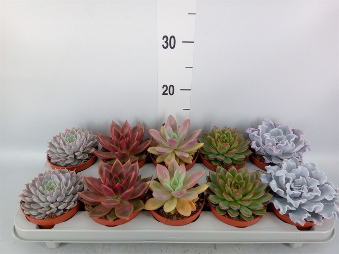 <h4>Echeveria   ...mix</h4>