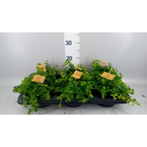 Peperomia rotundifolia