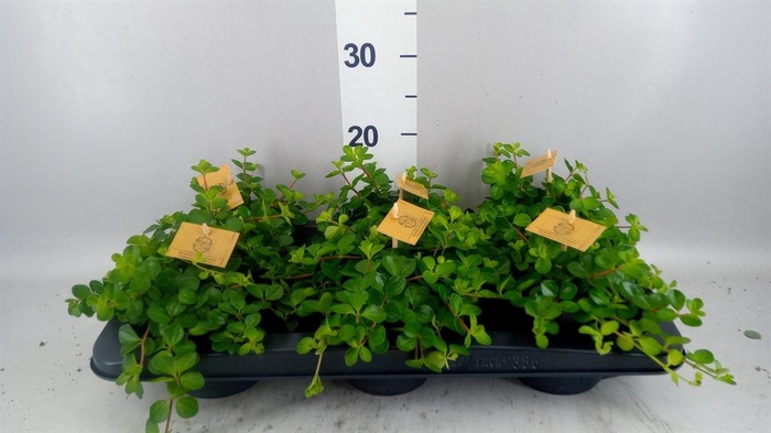 <h4>Peperomia rotundifolia</h4>