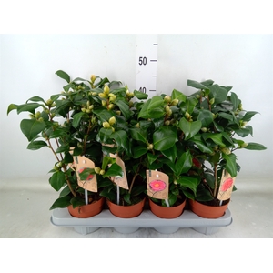 Camellia   ...mix 3