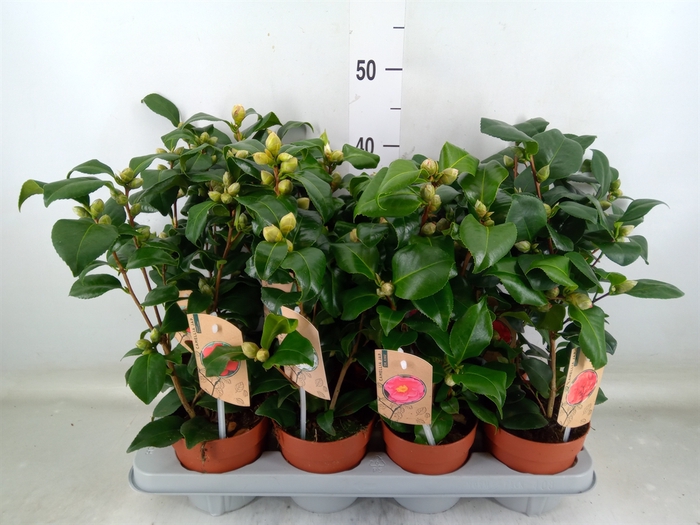 <h4>Camellia   ...mix 3</h4>