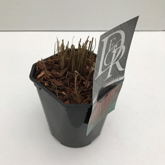 <h4>Graminées Imperata 'Red Baron'</h4>