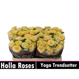 Rs tr Yoga Trendsetter