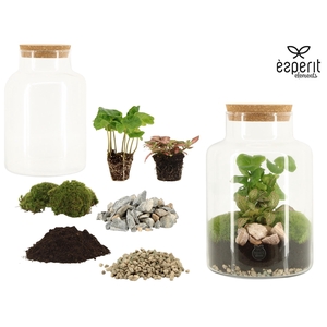 90854: DIY Terrarium arrangement