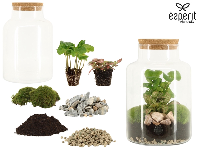 <h4>90854: DIY Terrarium arrangement</h4>
