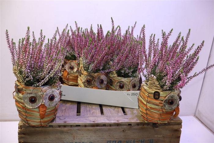 <h4>Arr Tuinplanten In Rieten Mandje</h4>