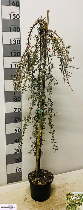 <h4>COTON S JULIETTE</h4>