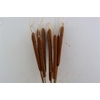 Dried Typha Natural 10pc Bunch
