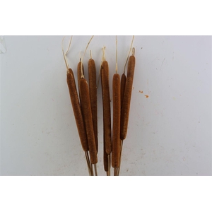 Dried Typha Natural 10pc Bunch