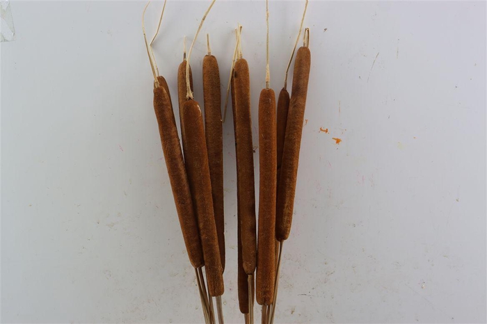 <h4>Dried Typha Natural 10pc Bunch</h4>