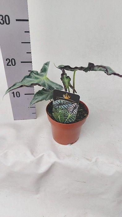 <h4>Alocasia Loco</h4>