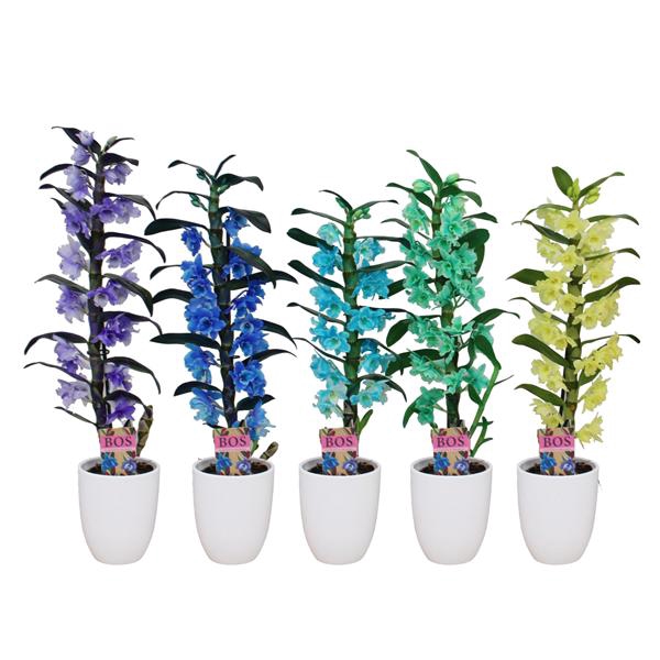 <h4>Dendrobium Nobile, Colour 1-tak mix 'Hugo' (inject)</h4>