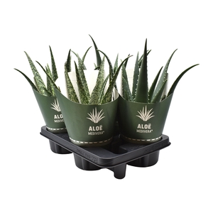 Aloe MEDIVERA® mix