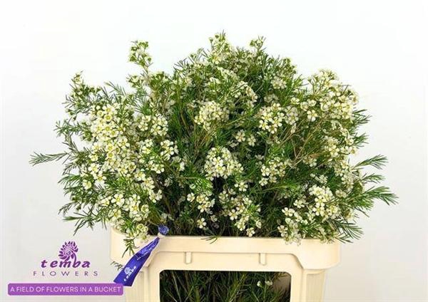 <h4>CHAME GRACE</h4>