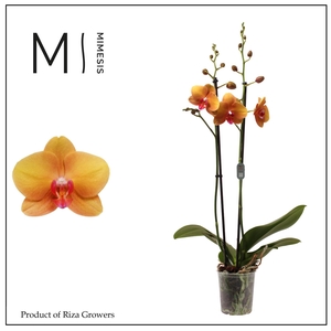 Phalaenopsis Buddha 2 spike – 12cm | Mimesis