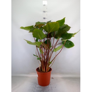 Homalomena rubescens 'Maggy'