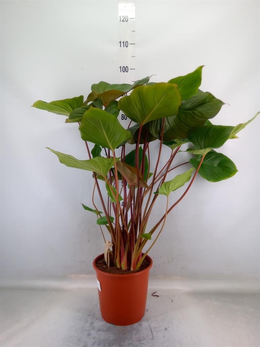 <h4>Homalomena rubescens 'Maggy'</h4>