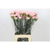 Dianthus St Sarah Pink