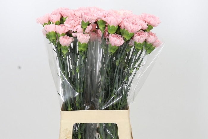 <h4>Dianthus St Sarah Pink</h4>