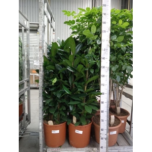 Ficus cyathistipula