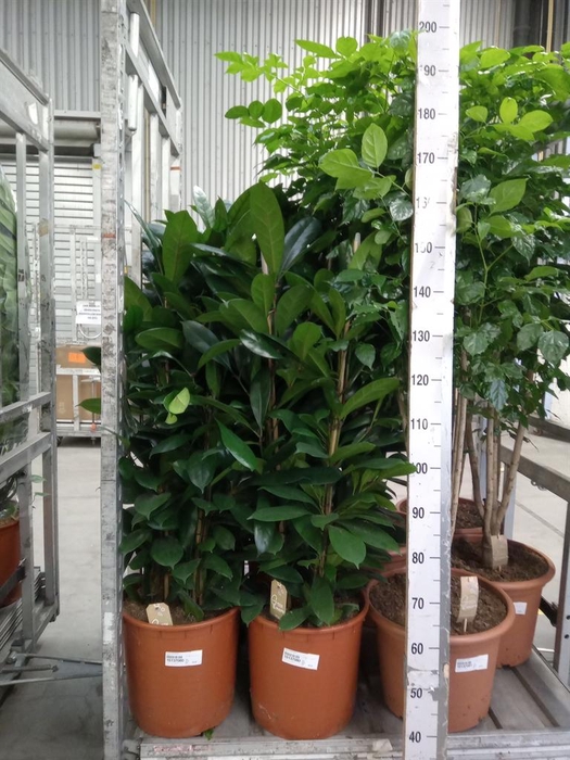 <h4>Ficus cyathistipula</h4>