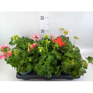 Pelargonium zona.   ...
