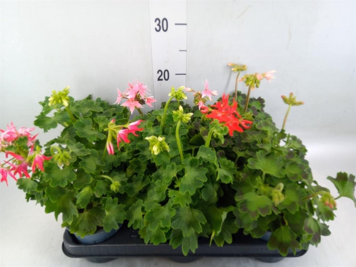 <h4>Pelargonium zona.   ...</h4>
