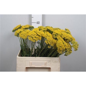Achil F Parker Variety