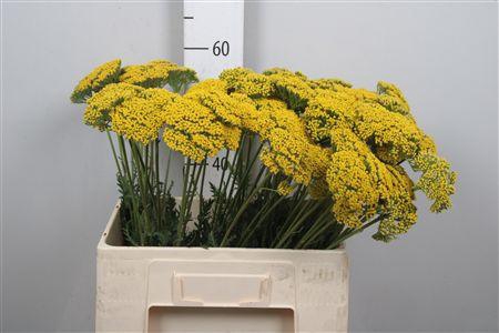 <h4>Achil F Parker Variety</h4>