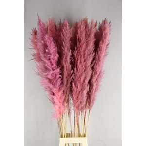 Df Pampas 130cm L.pink