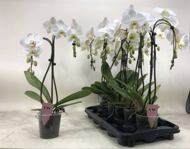 <h4>PHAL OV WIT</h4>