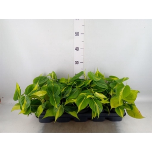 Philodendron scand. 'Brasil'
