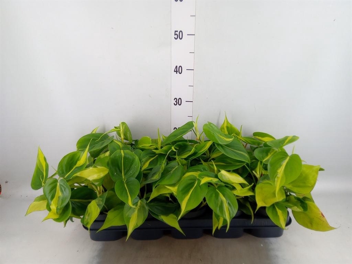 Philodendron scand. 'Brasil'