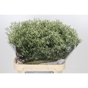 Limonium sinensis Clear Diamond