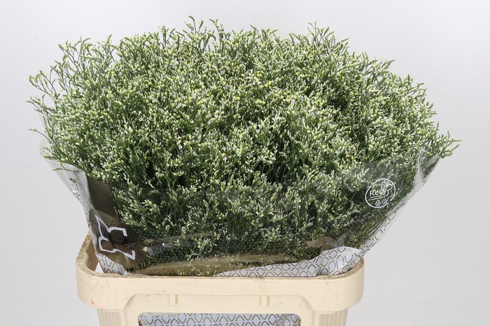 <h4>Limonium sinensis Clear Diamond</h4>