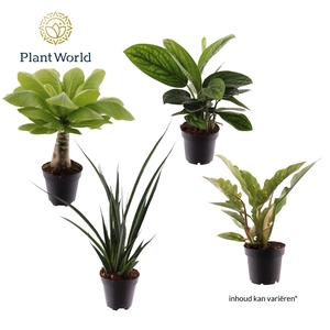 Groenmix Zanzibar (diverse soorten)