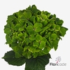 Hydrangea mag rhapsody