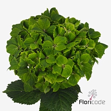Hydrangea mag rhapsody
