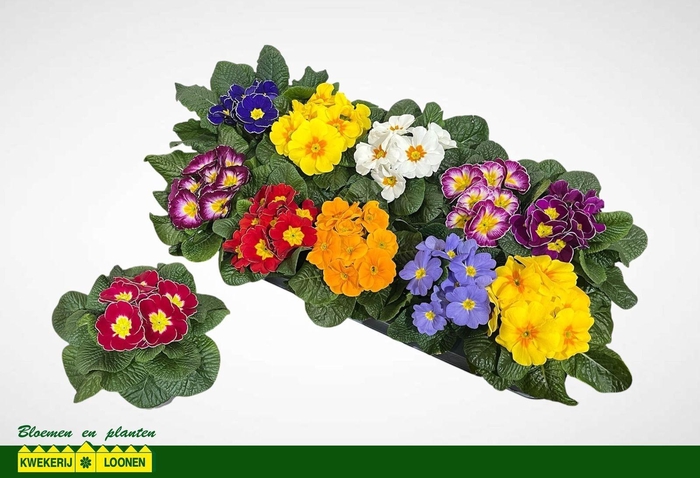 arr8 Prim Ac Paradiso Gem