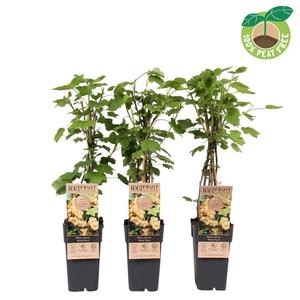 Ribes rubrum Witte Parel