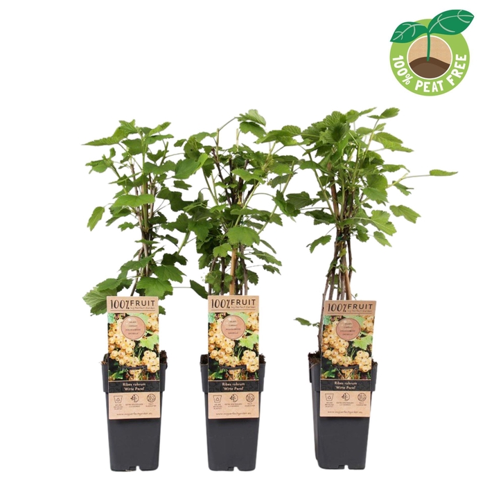 <h4>Ribes rubrum Witte Parel</h4>
